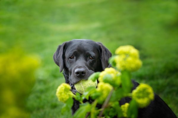 Ellie greenery (1)